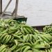 Bojayá: $ 630 millones para proyecto de plátano en comunidades indígenas