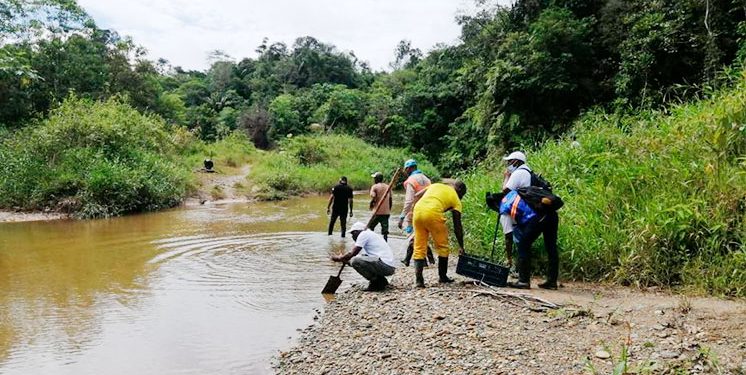 Siembran 500 árboles en la quebrada Doña Josefa