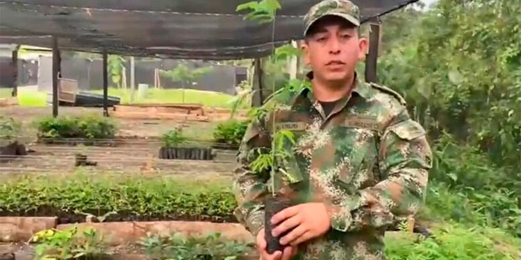 Sustituyen coca por árboles nativos en el norte del Chocó