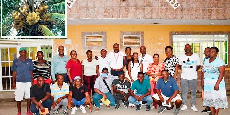 Bajo Baudó: crean cooperativa de productores de coco