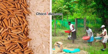 Convocan a productores de semilla de arroz del Medio Atrato