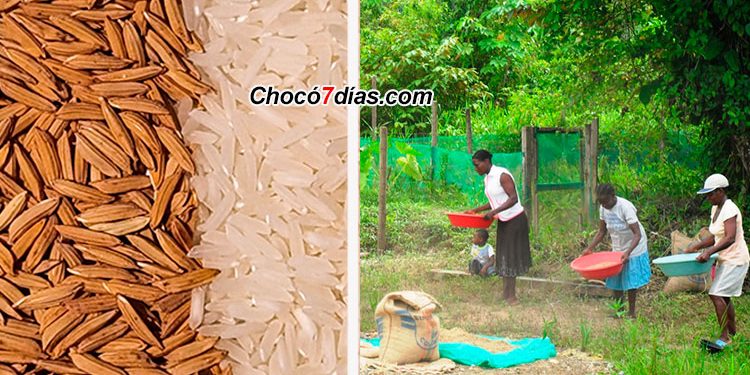 Convocan a productores de semilla de arroz del Medio Atrato