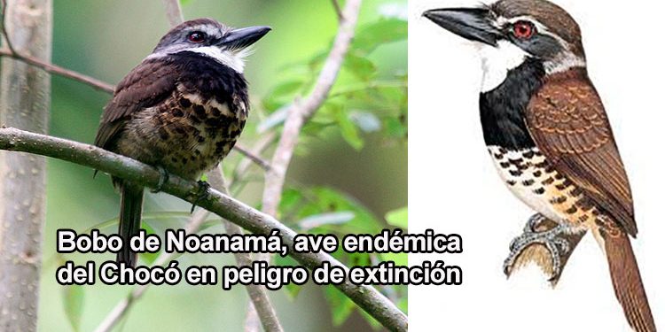 Bobo de Noanamá, ave endémica del Chocó en peligro de extinción