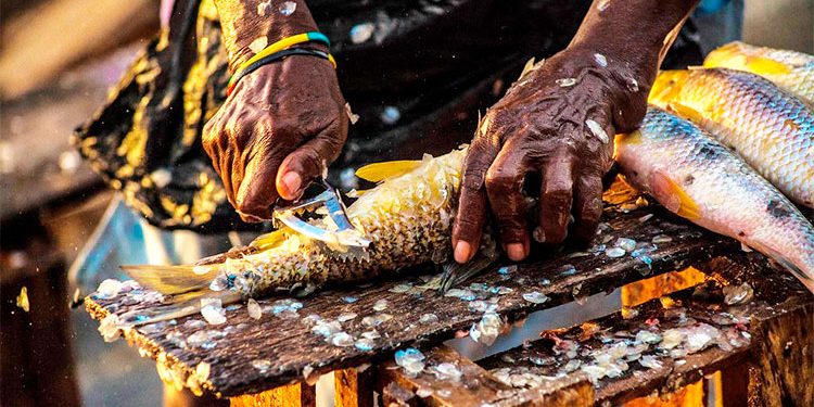 Pesca en el Atrato: reflexiones a su manejo