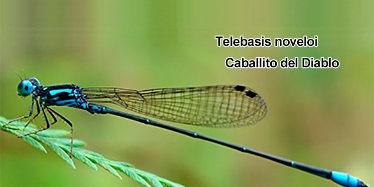 Nuevas especies de libélulas en el bosque húmedo del Chocó