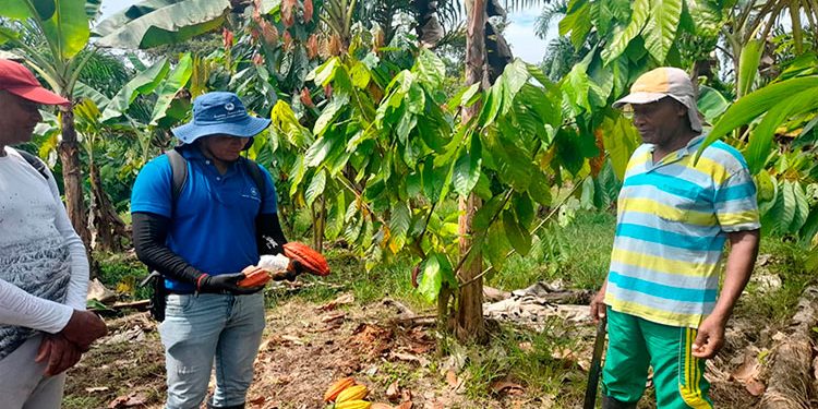 Lloró: capacitación a cultivadores de cacao