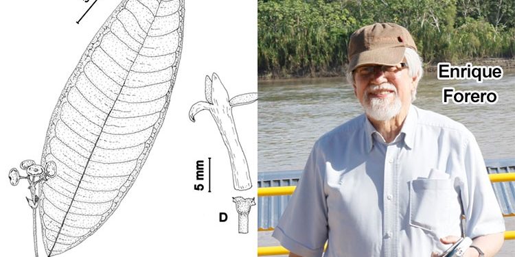Nueva especie de arbolito en el bosque húmedo del Chocó