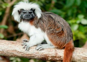 El tití cabeciblanco, especie en grave peligro
