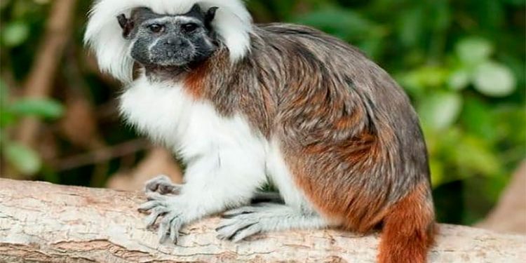 El tití cabeciblanco, especie en grave peligro