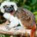El tití cabeciblanco, especie en grave peligro