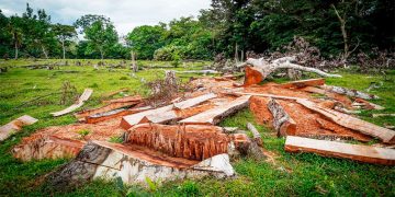 Reforestan hectáreas degradadas en Acandí