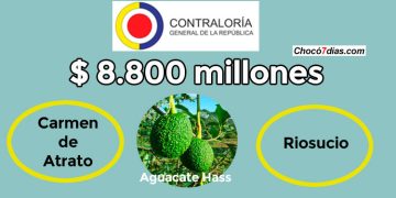 ¿Dónde están $ 7.300 millones del proyecto de aguacate hass en Carmen de Atrato y Riosucio?