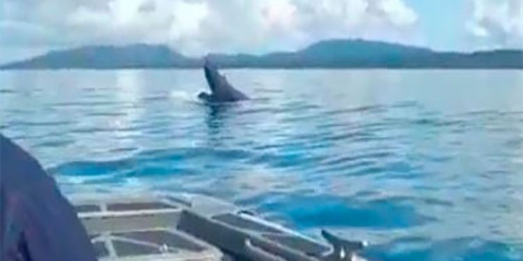 Fue liberada la ballena que estaba atrapada en una red de pesca en Bahía Solano