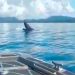 Fue liberada la ballena que estaba atrapada en una red de pesca en Bahía Solano