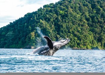 Bahía Solano, un tesoro natural para el avistamiento de ballenas jorobadas