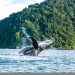 Bahía Solano, un tesoro natural para el avistamiento de ballenas jorobadas