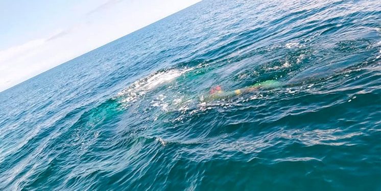 Se enredó ballena jorobada con un trasmallo en Cocalito, Bahía Solano