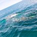 Se enredó ballena jorobada con un trasmallo en Cocalito, Bahía Solano