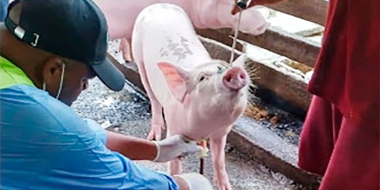 Los cerdos de Atrato, Bajo Baudó y Bagadó siguen libres de peste porcina