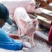 Los cerdos de Atrato, Bajo Baudó y Bagadó siguen libres de peste porcina