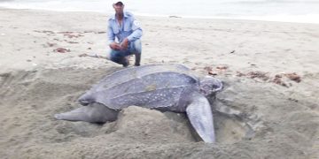 Tortuga caná, Acandí, Chocó.