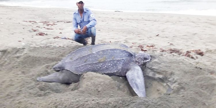 Tortuga caná, Acandí, Chocó.