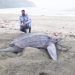 Tortuga caná, Acandí, Chocó.
