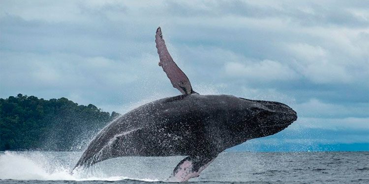 Realizan estudio sobre las ballenas jorobadas en Tribugá y Cupica