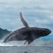 Realizan estudio sobre las ballenas jorobadas en Tribugá y Cupica