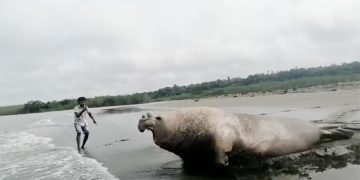 Elefante marino en El Valle, Bahía Solano