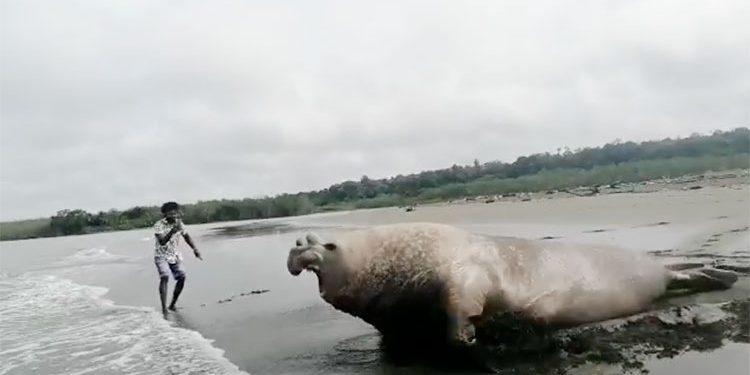 Elefante marino en El Valle, Bahía Solano