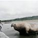 Elefante marino en El Valle, Bahía Solano