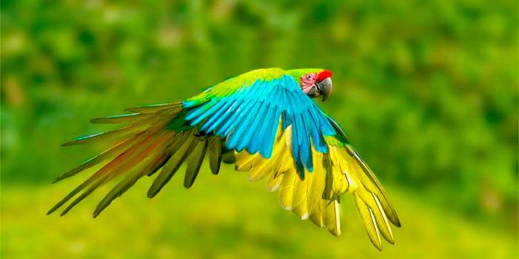 La guacamaya verde limón, especie endémica del Chocó en peligro de extinción