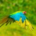La guacamaya verde limón, especie endémica del Chocó en peligro de extinción