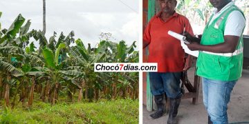 Hacen trámites para exportar plátano en Riosucio y Carmen del Darién