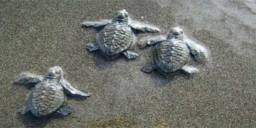 Bahía Solano: Llegan menos tortugas marinas a la playa La Cuevita