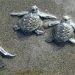 Bahía Solano: Llegan menos tortugas marinas a la playa La Cuevita