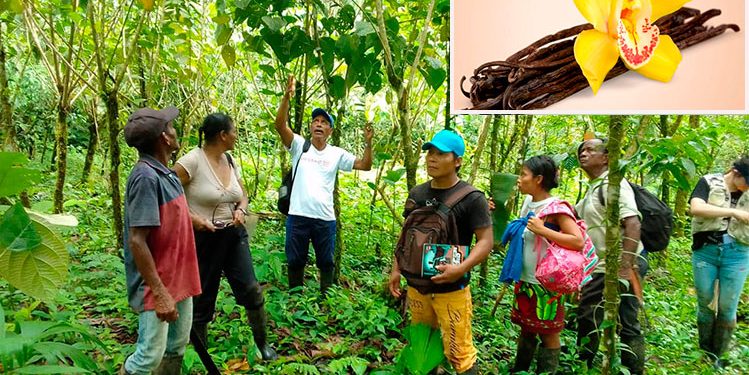 Vainilla del Chocó, de las artes amatorias a producto de alto valor