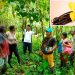 Vainilla del Chocó, de las artes amatorias a producto de alto valor
