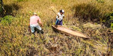 Molino, camión y embarcaciones para arroceros de El Valle, Bahía Solano