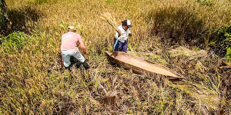 Molino, camión y embarcaciones para arroceros de El Valle, Bahía Solano