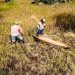 Molino, camión y embarcaciones para arroceros de El Valle, Bahía Solano