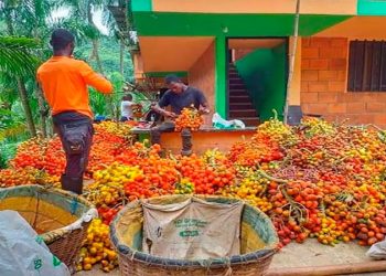 Se recupera la producción de chontaduro en el Chocó
