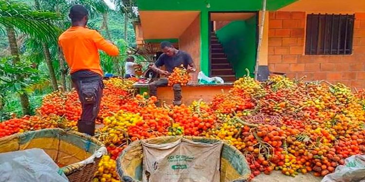 Se recupera la producción de chontaduro en el Chocó