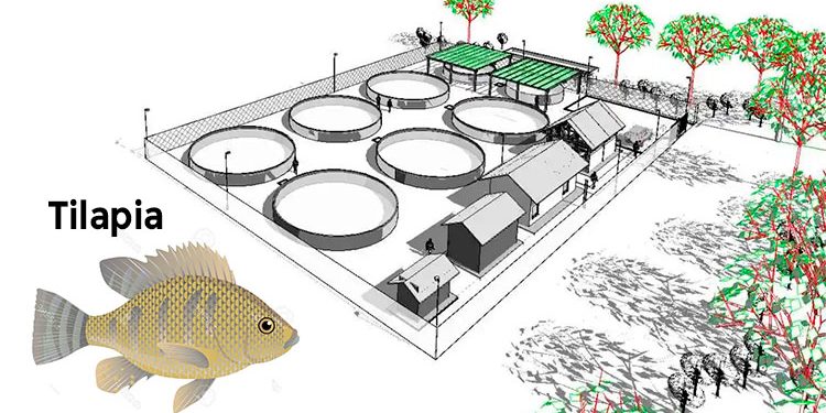 $ 6.000 millones para producción de tilapia en Atrato, Cértegui y Unión Panamericana