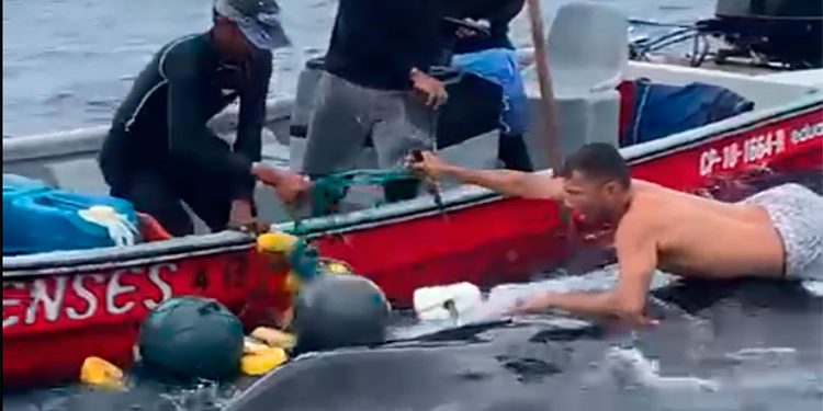 Pescadores liberan ballena jorobada en Bahía Solano