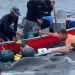 Pescadores liberan ballena jorobada en Bahía Solano