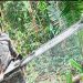 Con salvoconducto para traficar: el negocio maderero que devora las selvas del Chocó