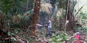 Comunidad del Litoral del San Juan, Chocó, tala para subsistir