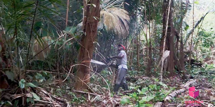 Comunidad del Litoral del San Juan, Chocó, tala para subsistir